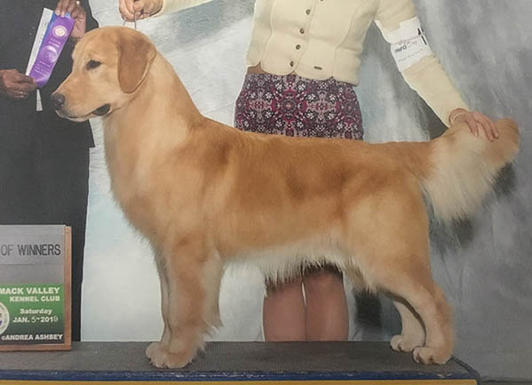 CH Tangleloft Bottoms Up