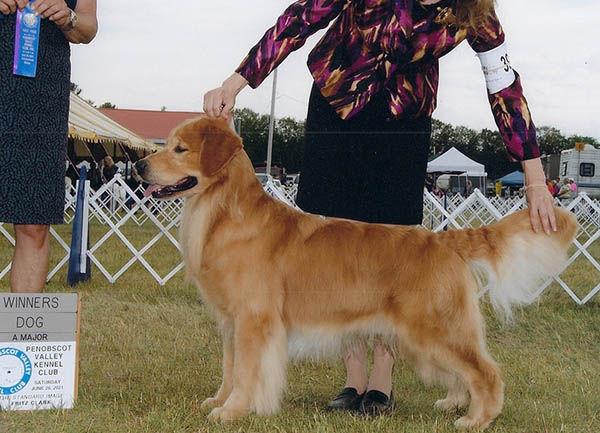 CH Tangleloft Black Magic