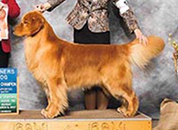 CH Tangleloft Hostile Takeover