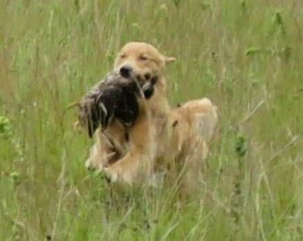 ryder field training