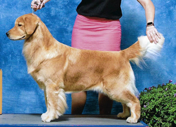 CH Tangleloft The Bee's Knee's