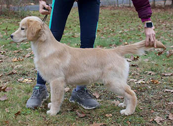 tangleloft female golden named dazzle