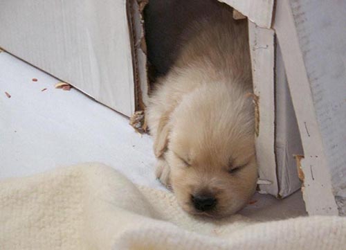 golden retriever litters