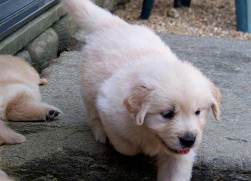 golden retriever breeders