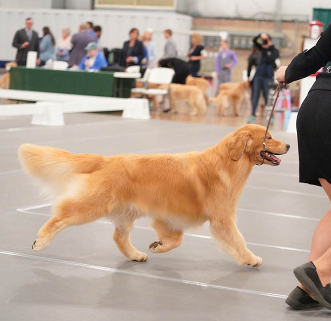 vegas 9.5 yrs old 2022 grca national