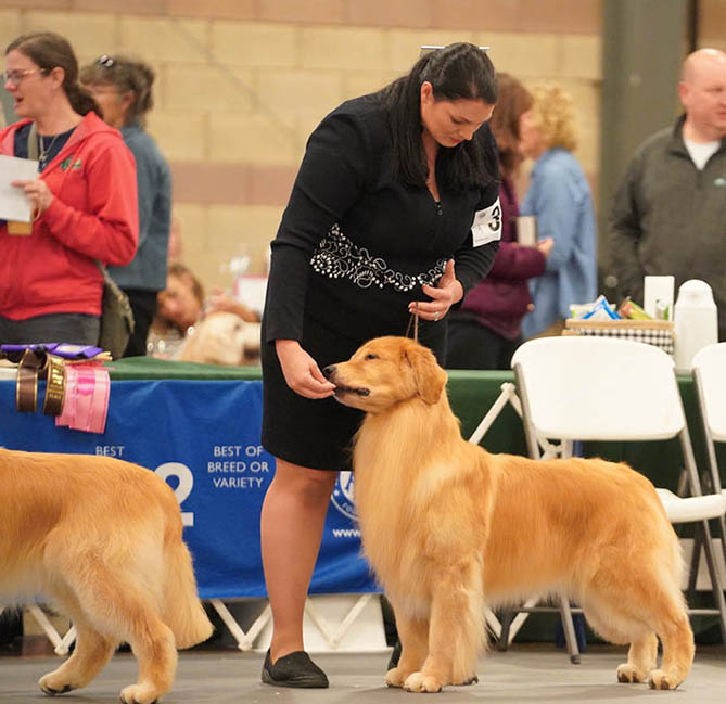 vegas 9.5 yrs old 2022 grca national