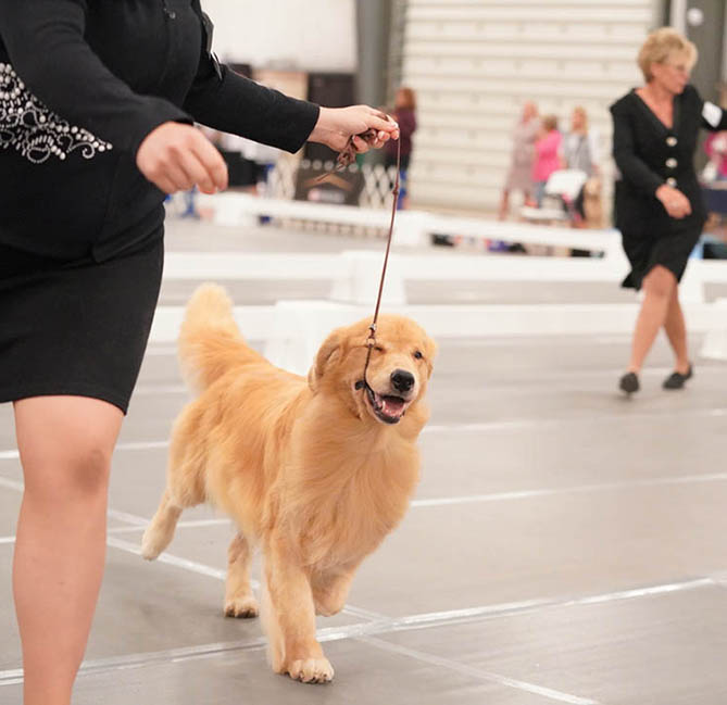 vegas 9.5 yrs old 2022 grca national