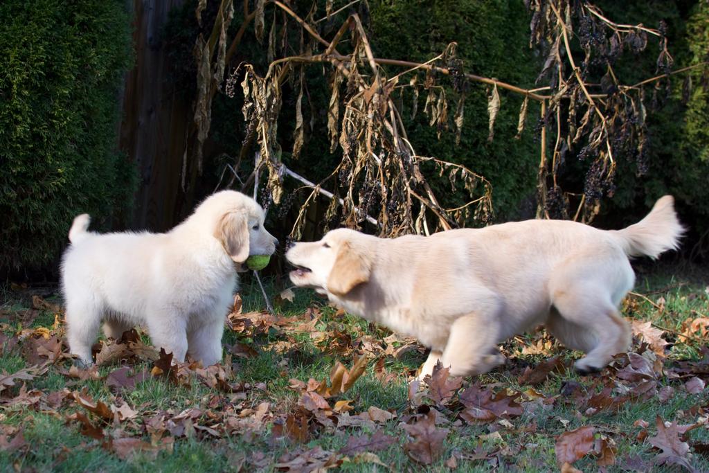 tangleloft golden retrievers
