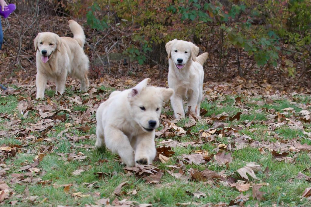 tangleloft golden retrievers