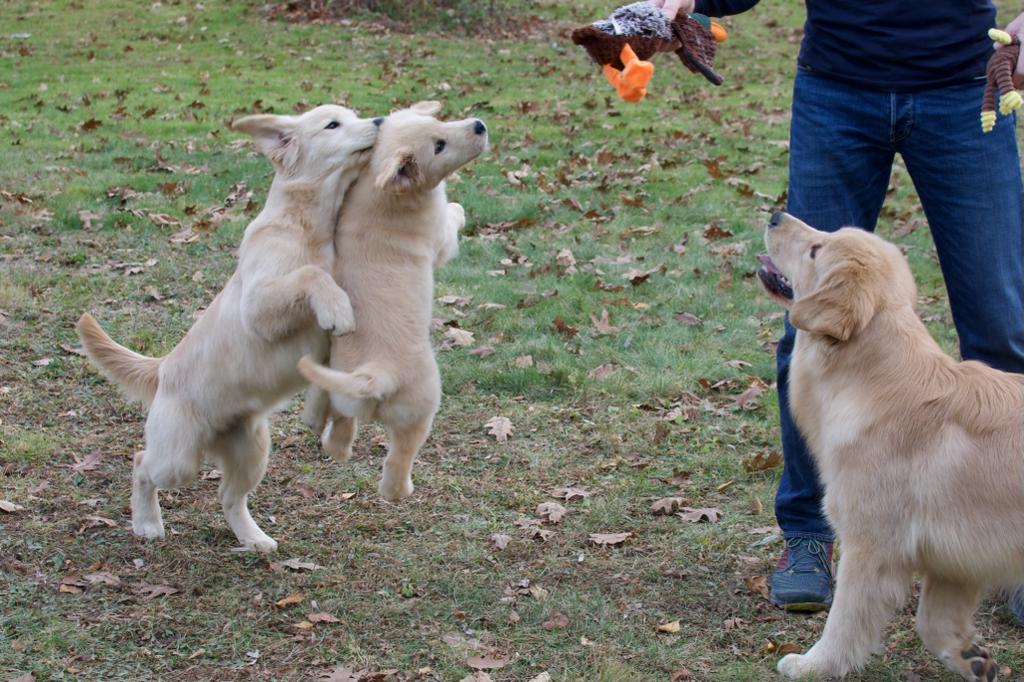tangleloft golden retrievers