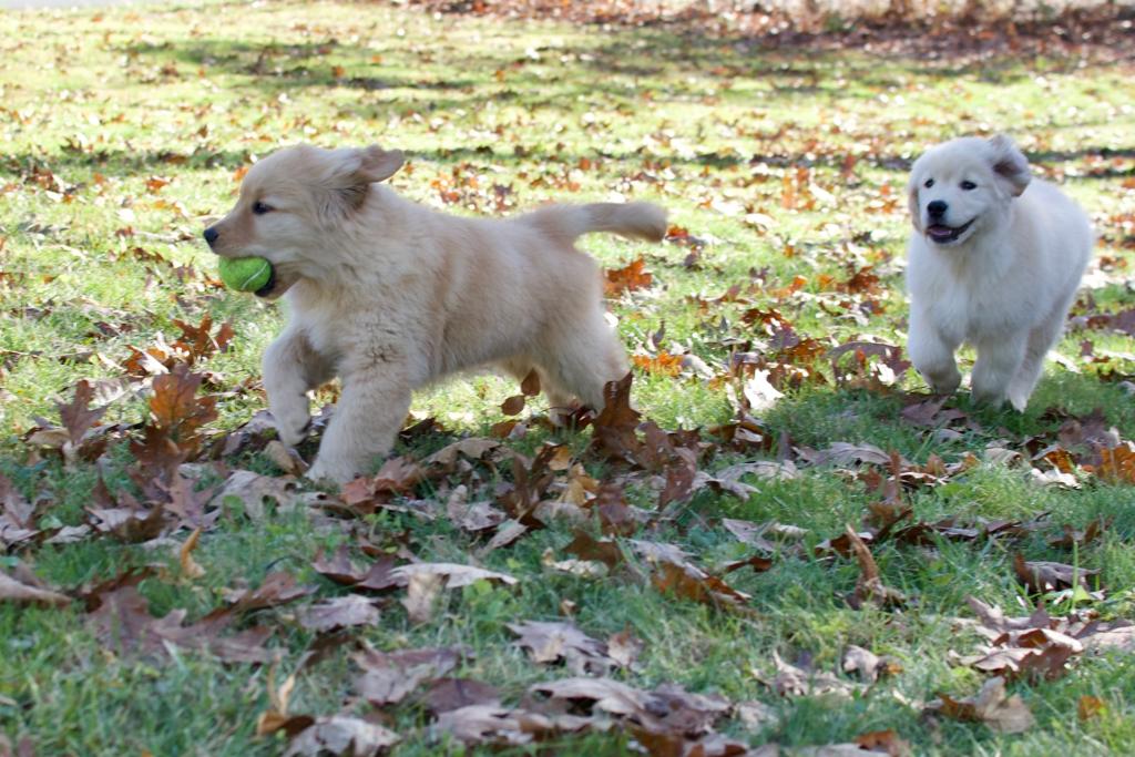tangleloft golden retrievers