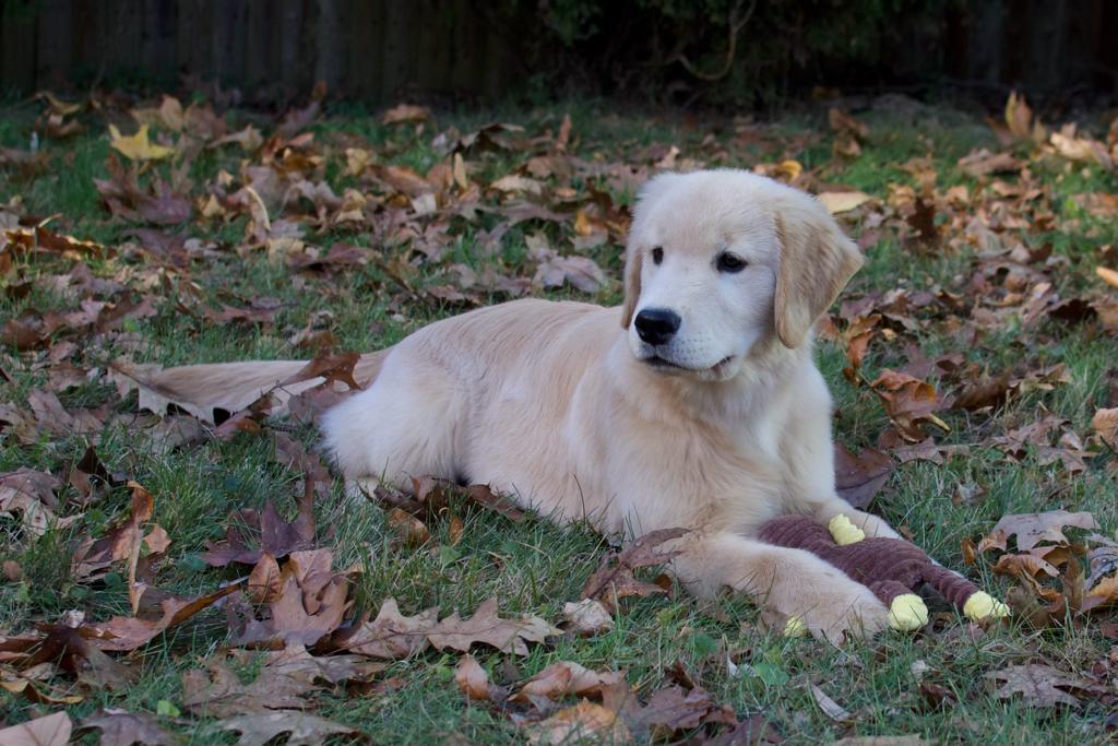 tangleloft golden retrievers
