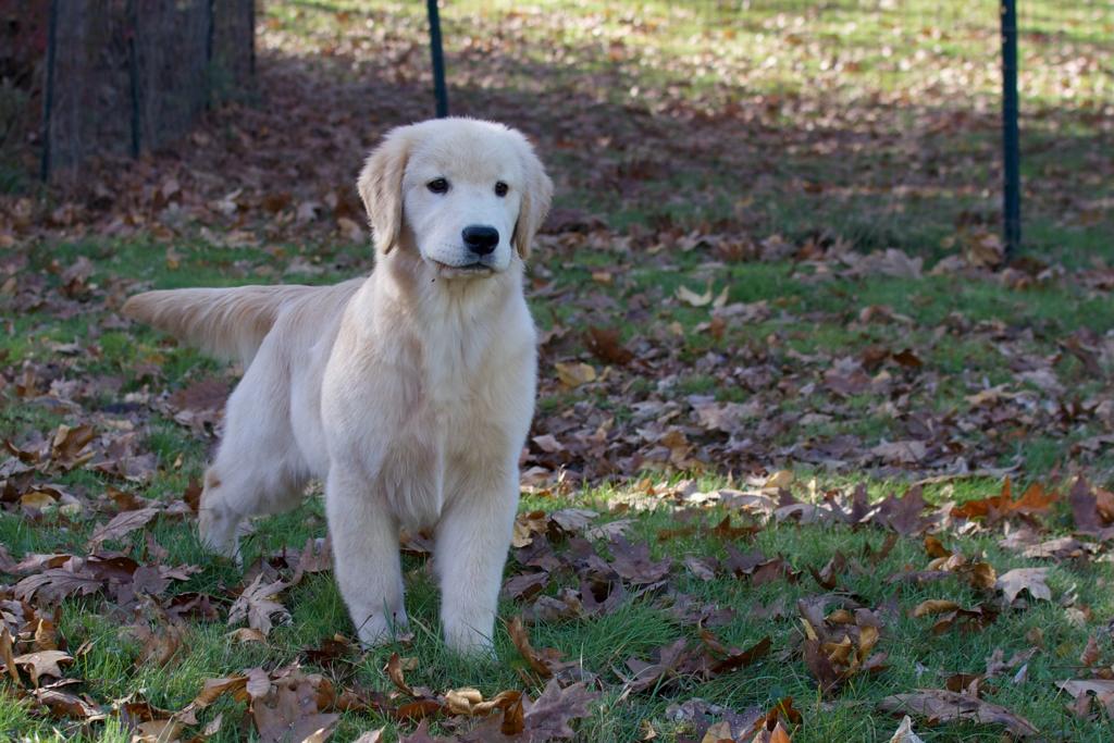 tangleloft golden retrievers
