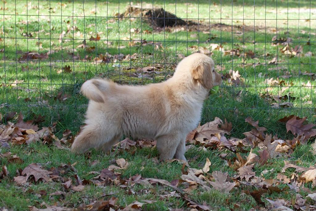 tangleloft golden retrievers