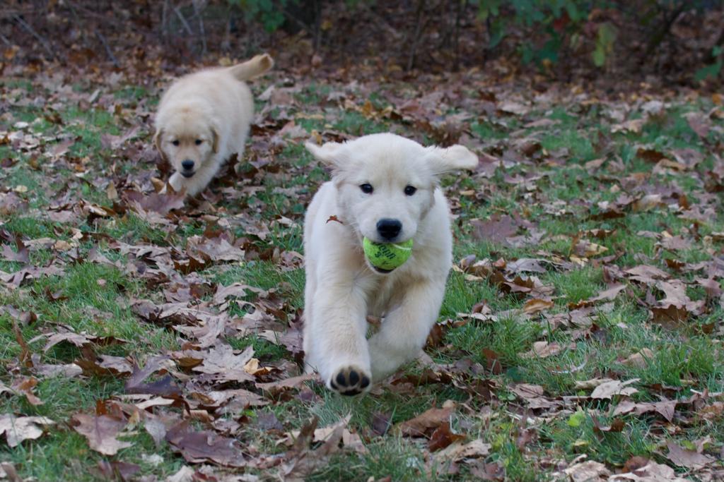 tangleloft golden retrievers