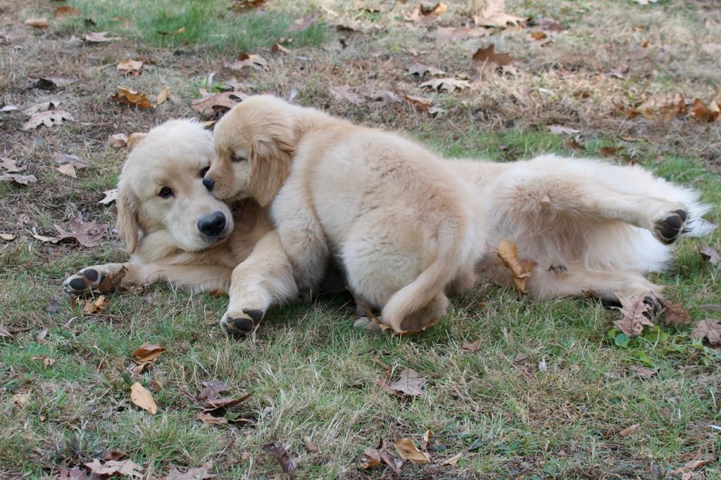 tangleloft golden retrievers