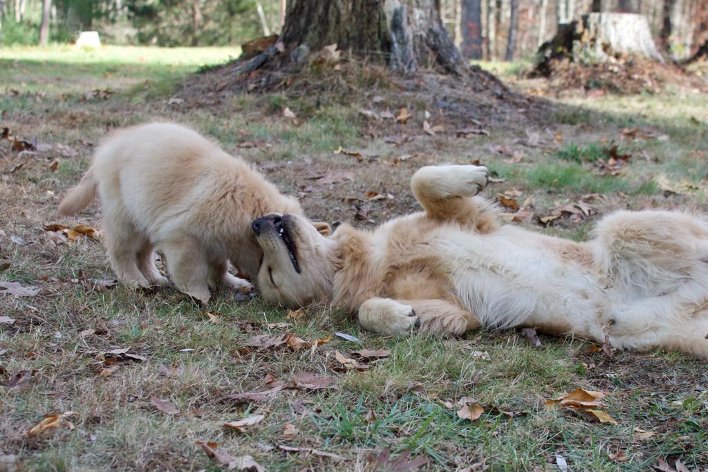 tangleloft golden retrievers