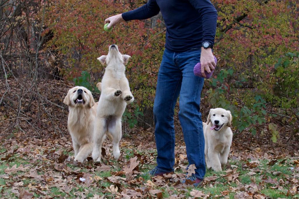 tangleloft golden retrievers