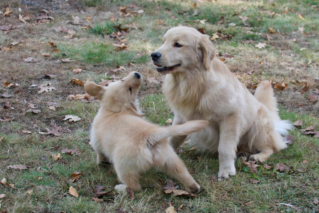 tangleloft golden retrievers