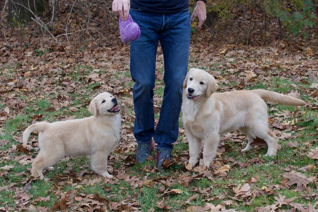 tangleloft golden retrievers