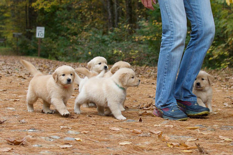 Tangleloft walk litter