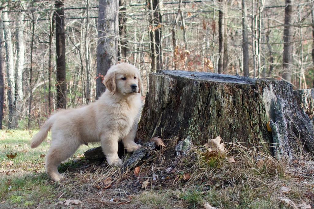 Tangleloft walk litter