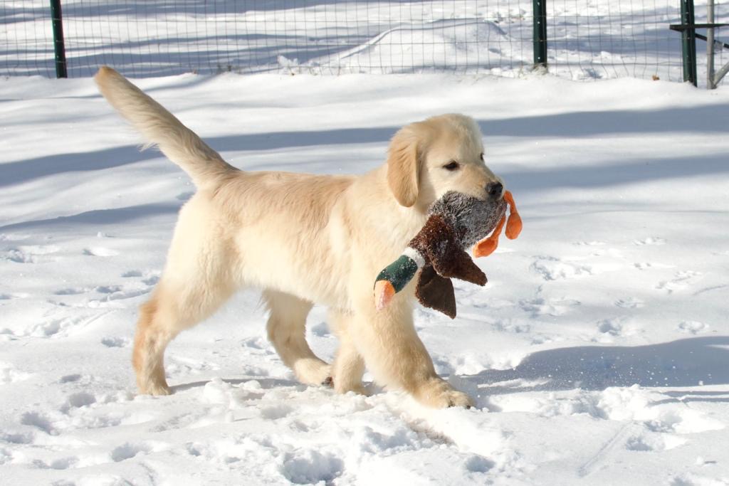 Tangleloft walk litter