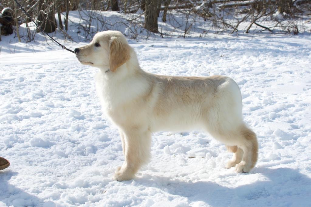 Tangleloft walk litter