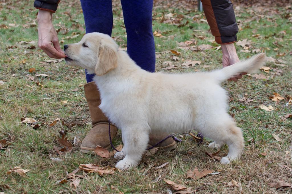 Tangleloft walk litter