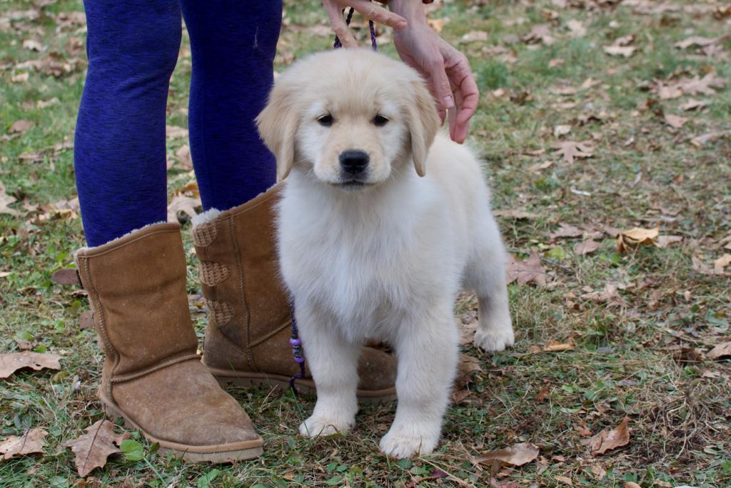 Tangleloft walk litter