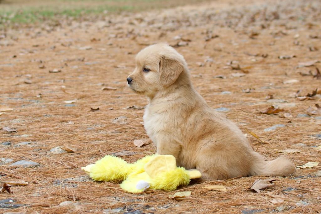 Tangleloft walk litter