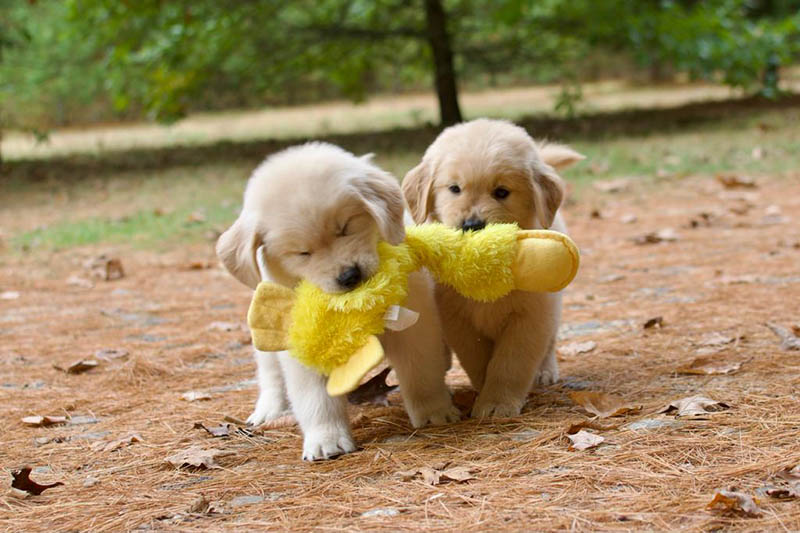 Tangleloft walk litter