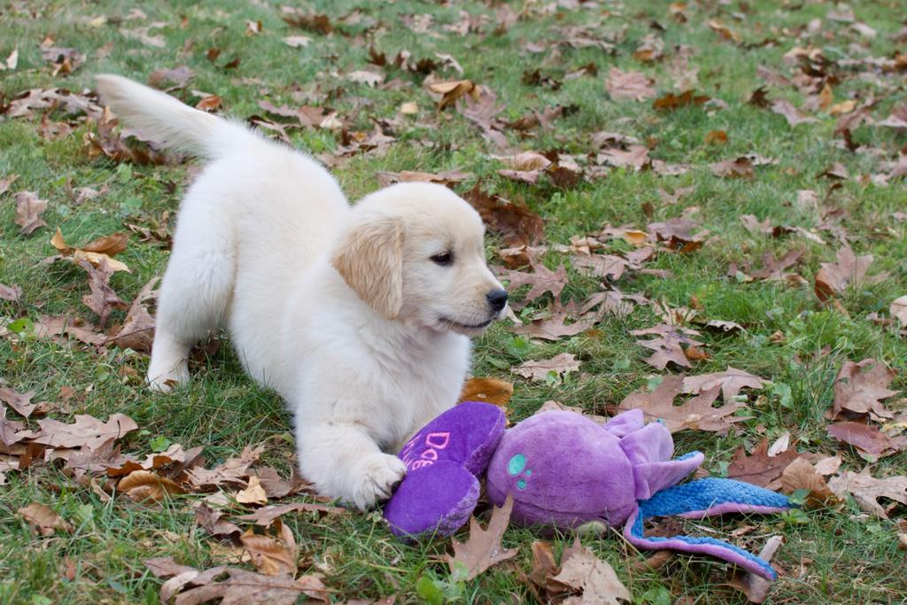 Tangleloft walk litter