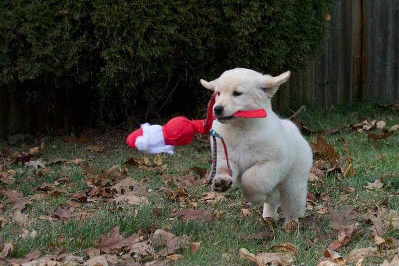 Tangleloft walk litter