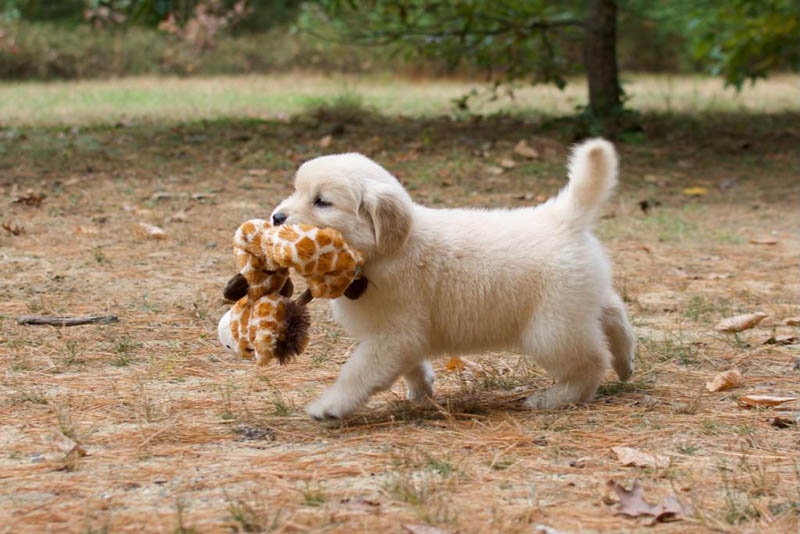 Tangleloft walk litter