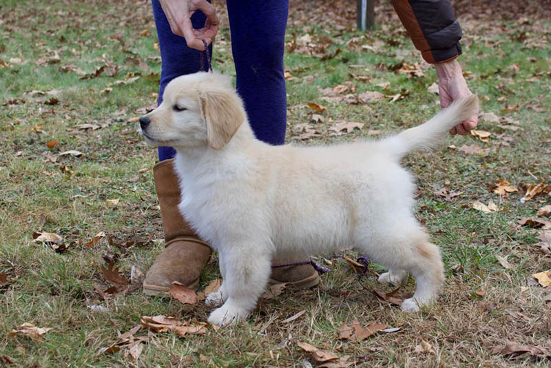 Tangleloft walk litter