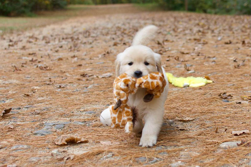 Tangleloft walk litter