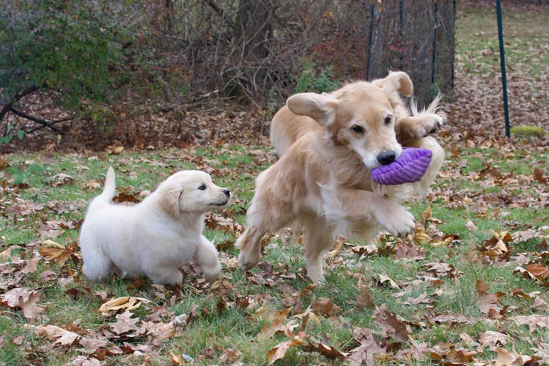 Tangleloft walk litter