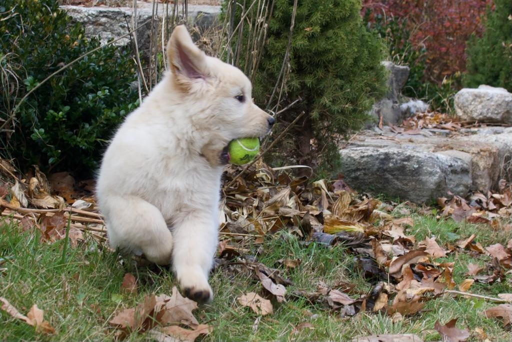 Tangleloft walk litter