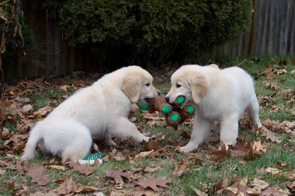 Tangleloft walk litter