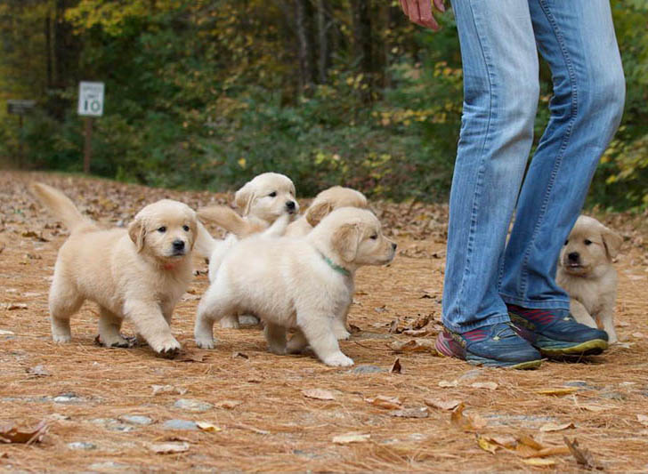 tangleloft walk litter
