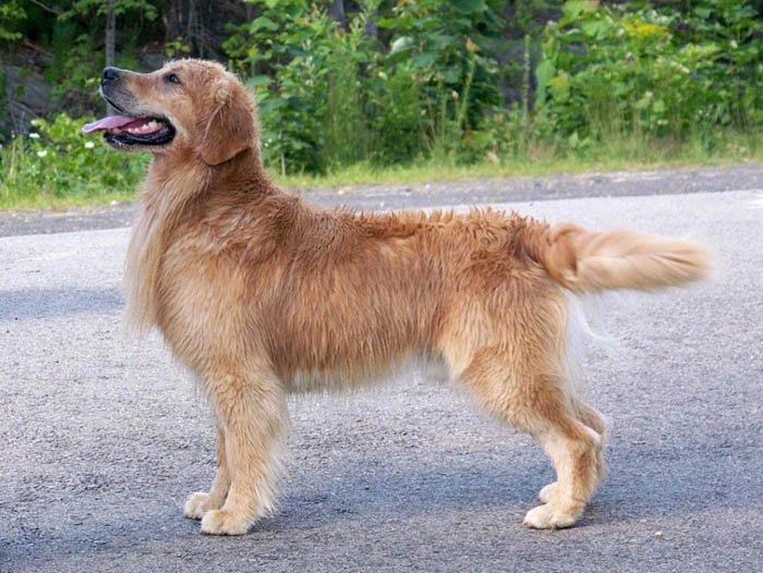 Buzz, CH Tangleloft Life of the Part OS