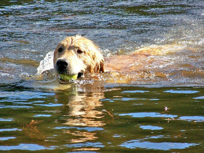 Buzz, CH Tangleloft Life of the Part OS