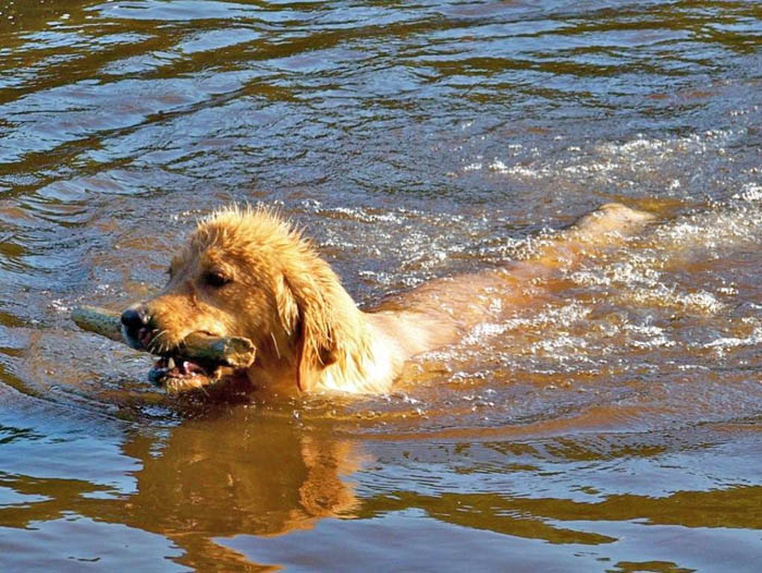 Reese, CH Tangleloft Take Center Stage OD