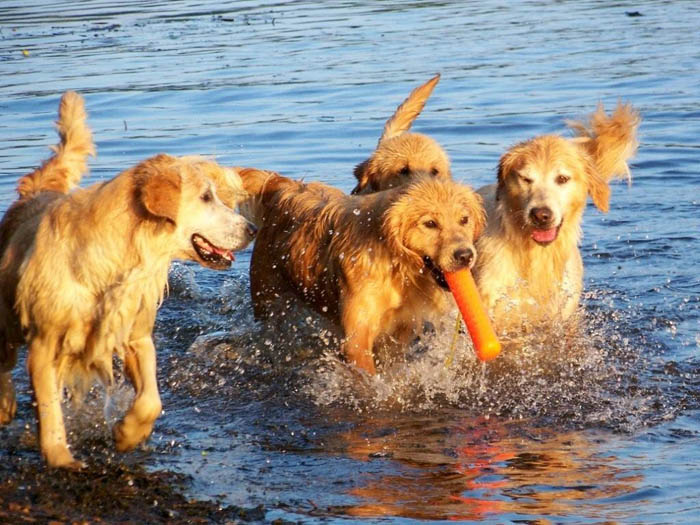 Reese, CH Tangleloft Take Center Stage OD