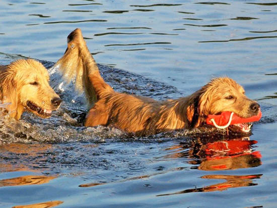 Reese, CH Tangleloft Take Center Stage OD