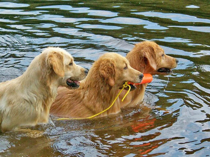 tangleloft golden retrievers