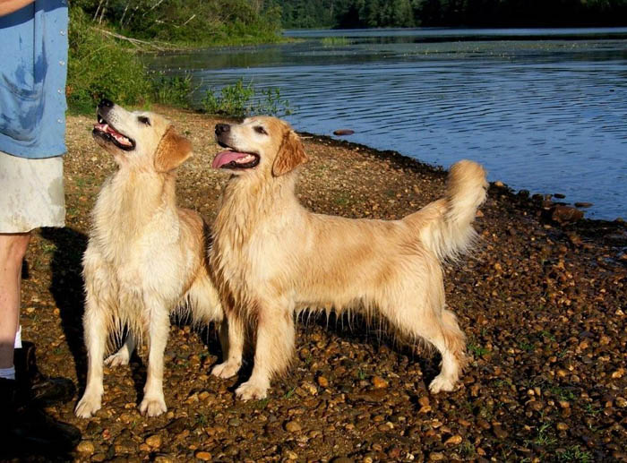 tangleloft golden retrievers