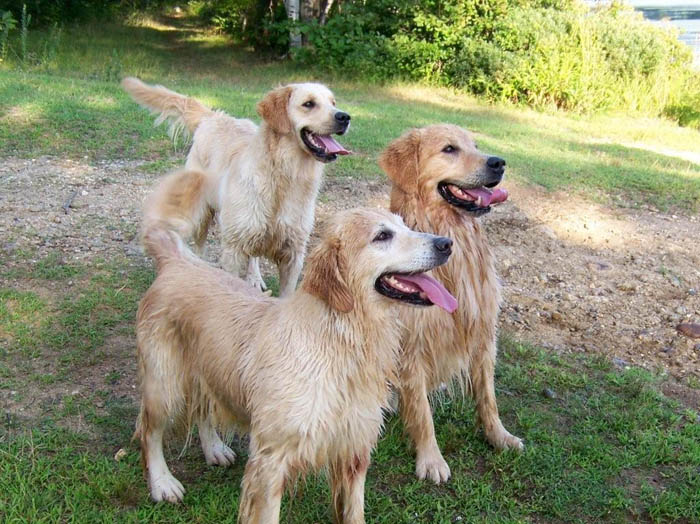 tangleloft golden retrievers