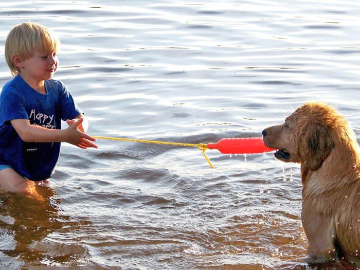 tangleloft golden retrievers